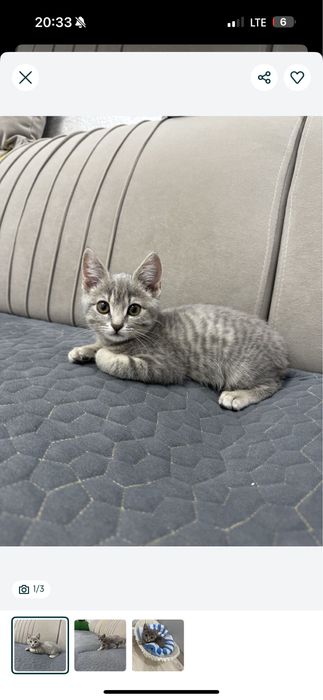 Отдам в добрые руки котёнка