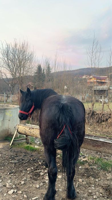 Iapă neagră,………..