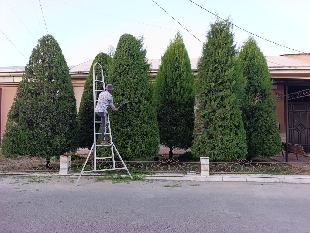 Дарахт кесиш бензапила хизмати ва Газон Ланшафт Арча кесиш