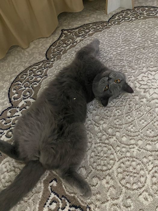 Mushuk sotiladi oyinqaroq aqilli qiz mushuk