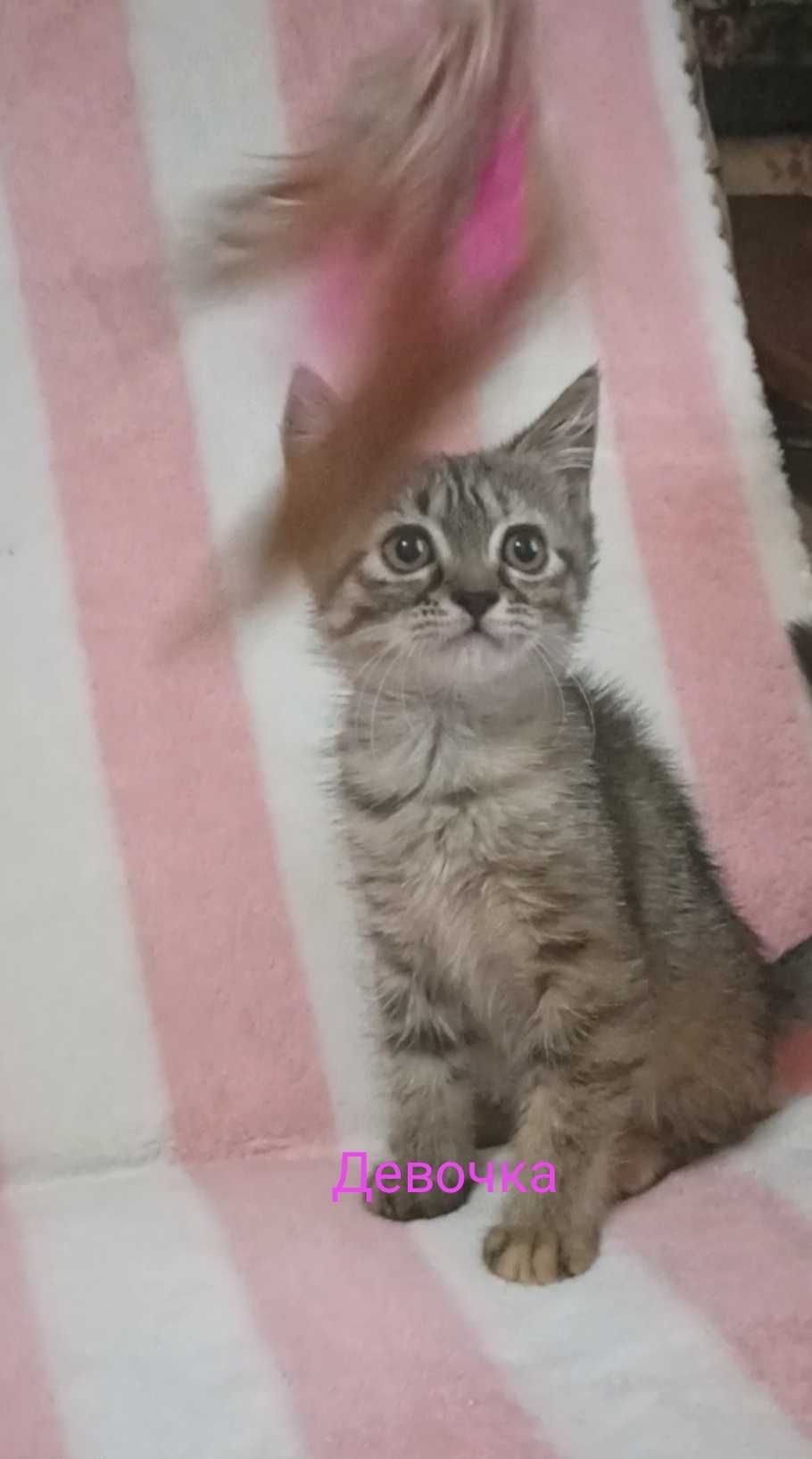 Отдам породистых котят в надёжные руки