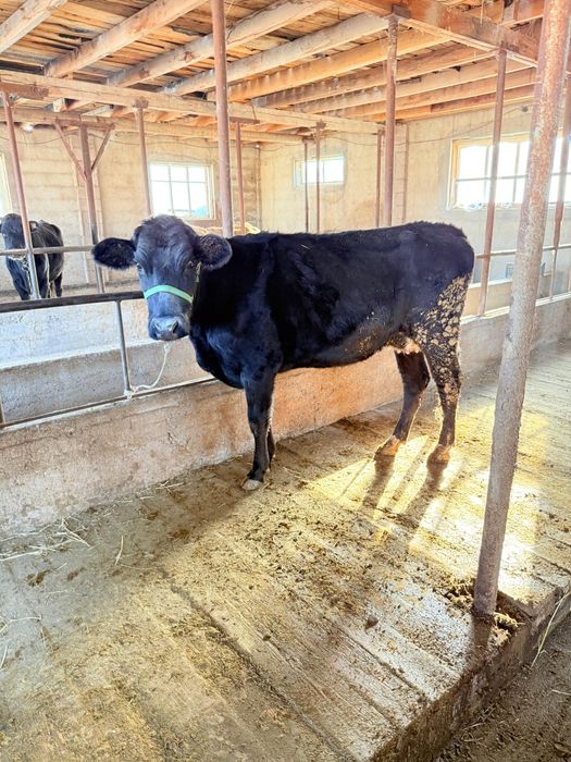 Продам корову. Породы Ангус стельная.