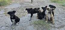 Donez caței catel caine caini pui de caini