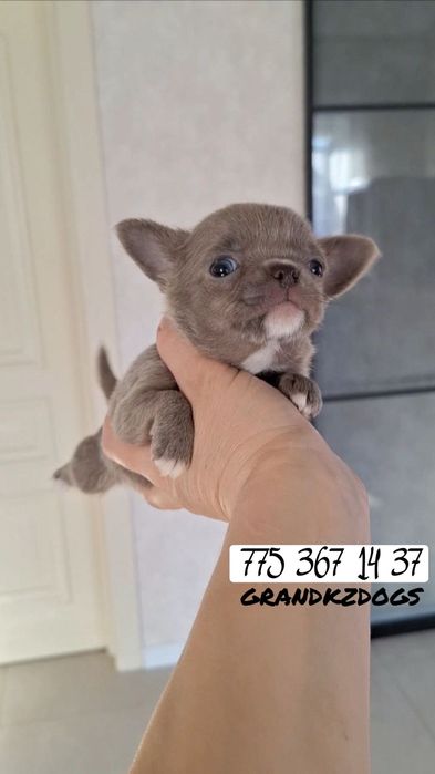 Чихуашки Миник плодотворный.