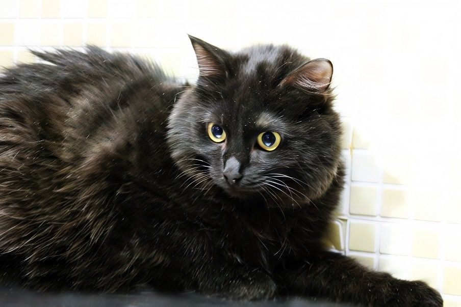 Отдам в добрые руки