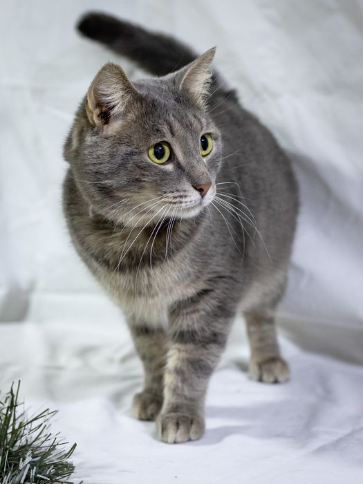 Яська, наидобрейший кот!