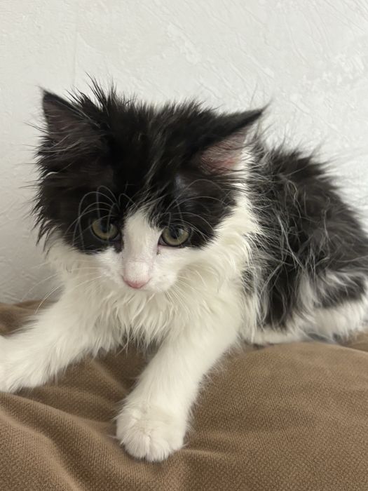 Котенок 4 месяца