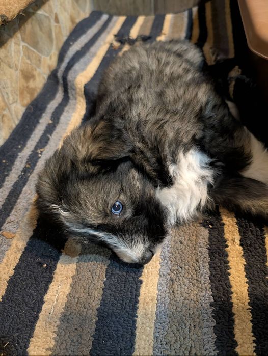 Подарявам кученца в Старо село