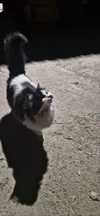 Кошечка ищет дом БЕСПЛАТНО