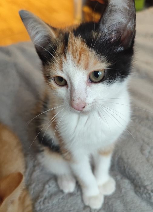 Отдам котиков в добрые руки