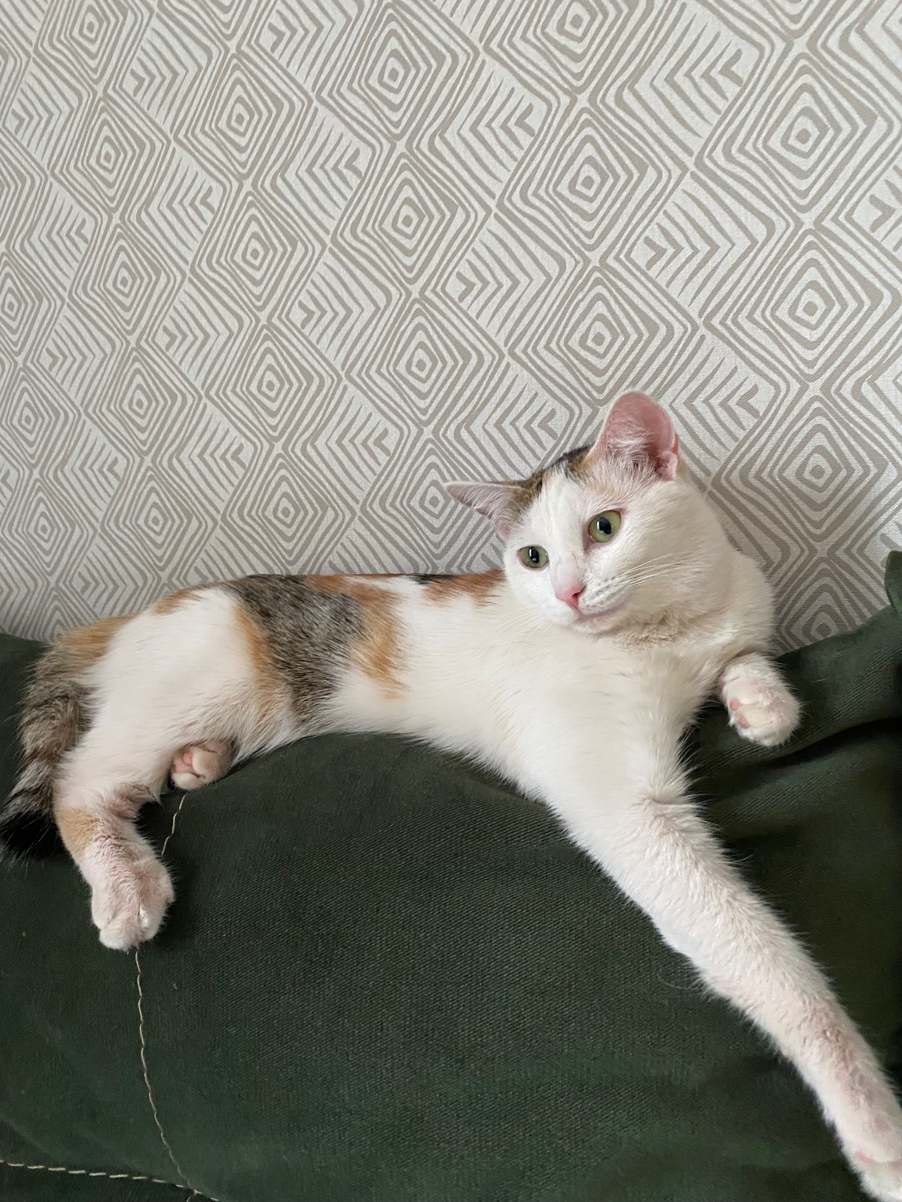 Кошка в надежные руки
