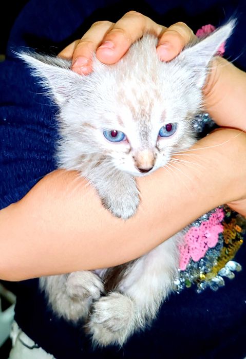 Котята сиамские и тайский