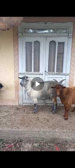 Vand o capra si 2 tapi