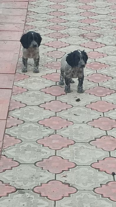 Спанел овчилар учун