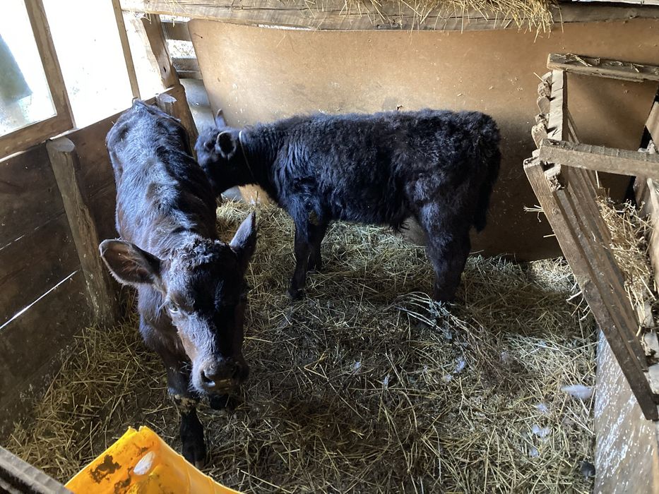 Продавам месодайни телета мъжки