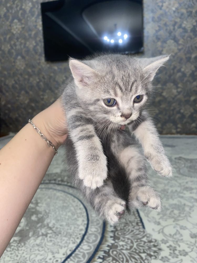 Срочно продаются котята Скоттиш Фолд и Скоттиш Страйт