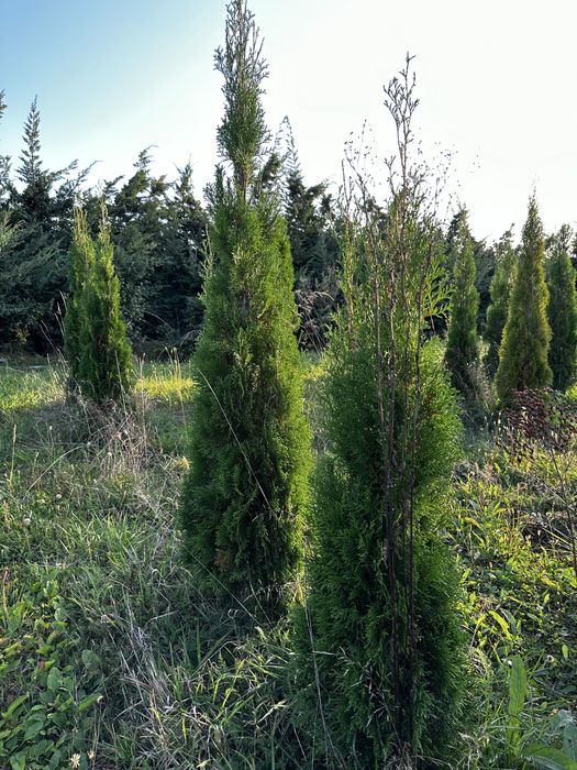 Tuia smaragd 200 cm perfect aclimatizați