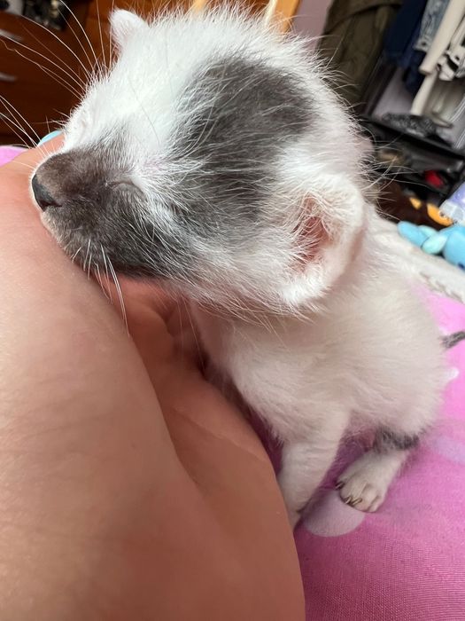 Подарявам 5 котенца