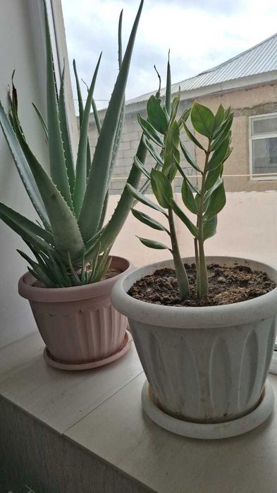 Комнатные растение