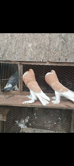 Gușați de Pomerania de vânzare