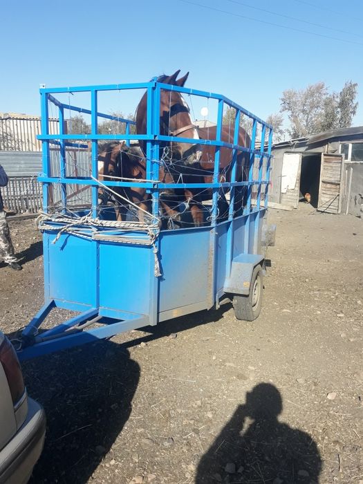 Продам прицеп коневозка усиленная