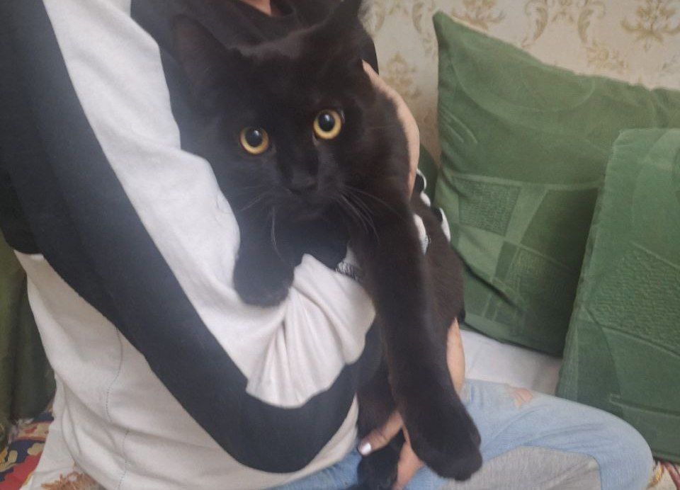 Котик, общительный красавчик, весёлый