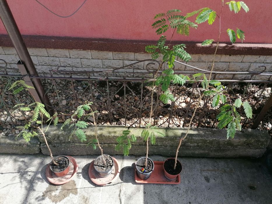 PROMO! Albizia Julibrissin la ghiveci (aproximativ 1 metru)