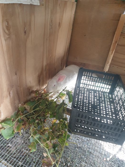 Hikol quyonlari sotiladi 8 oylik xali ishlamagan
