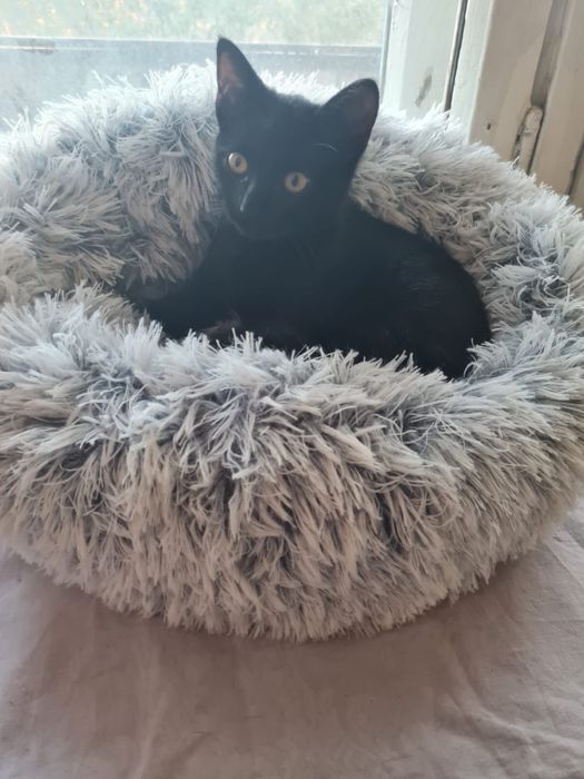Котенок девочка 2,5 месяуев