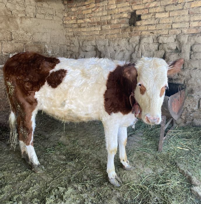 Мол  сотилади келишилган холда