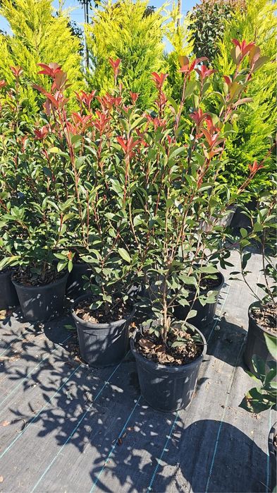 Photinia red robin globulara