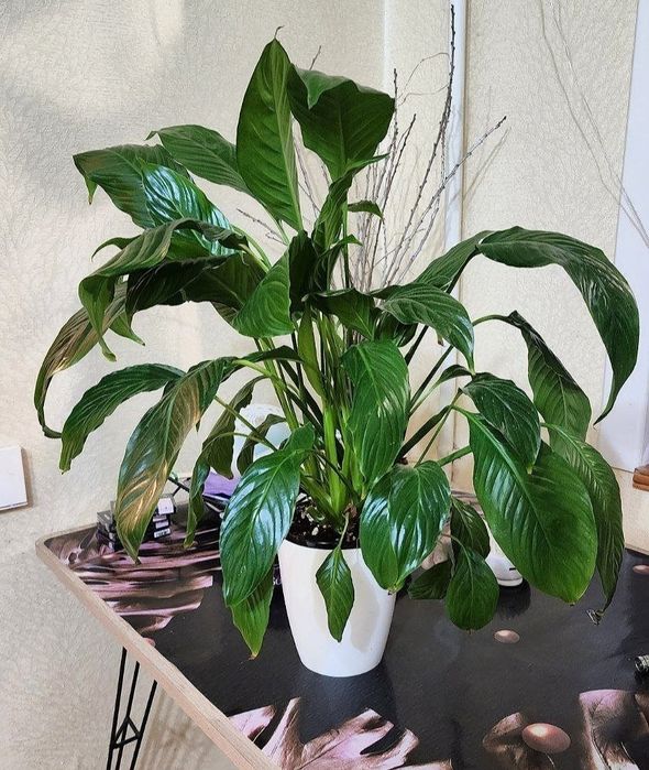 Спатифилум (Женское счастье)