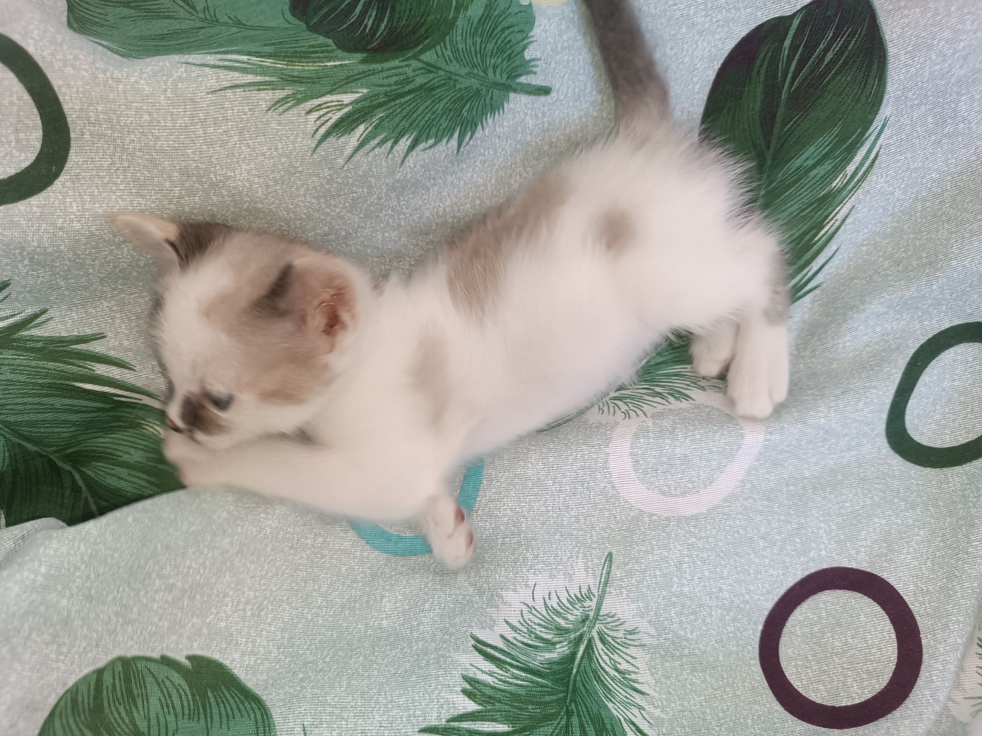 Маленький кошка мальчик