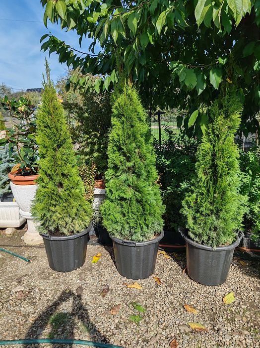 Tuia la ghiveci de la 70  cm la 1.8 m