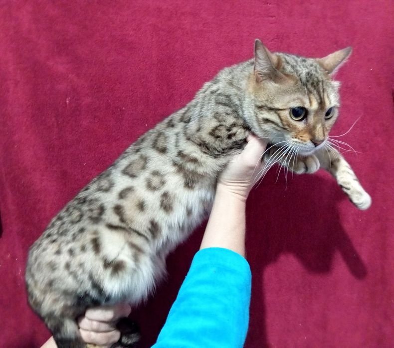 Бенгальская кошка в любимцы