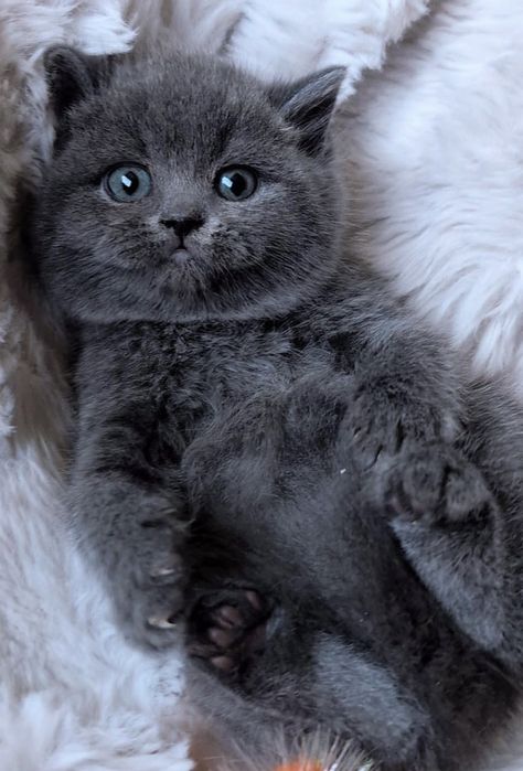 Британска късокосместа