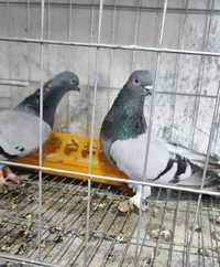 Бухарские голуби.