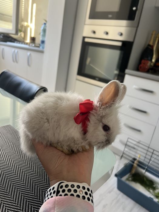 Iepure Angora pitic