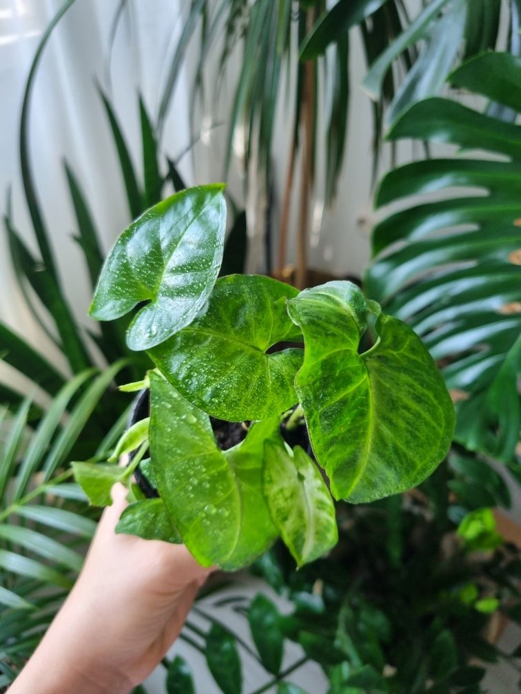 Syngonium Podophyllum (Planta varf de sulita)