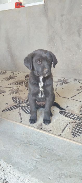 Лабладор+дворняга