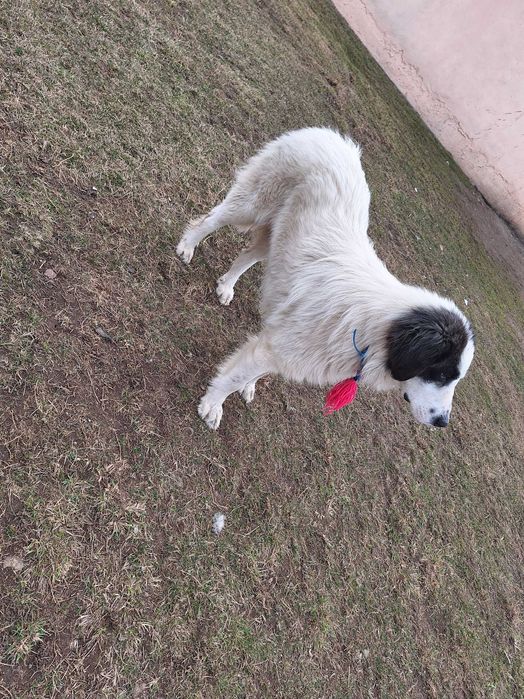 Căne de vzare cobănesc bocovinan