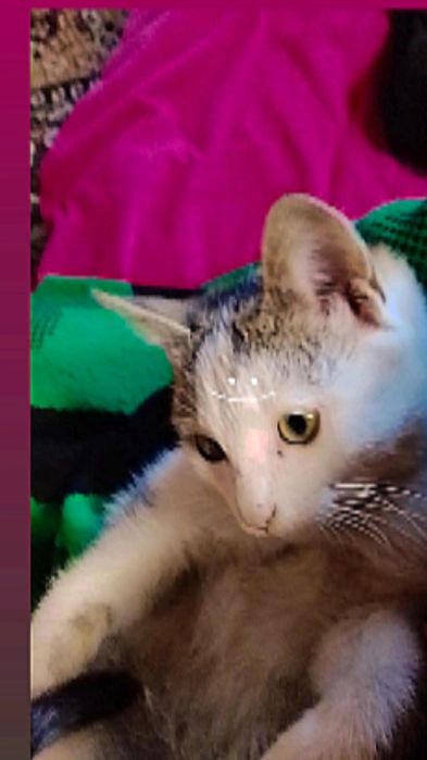 Aqlli va quvnoq mushukcha