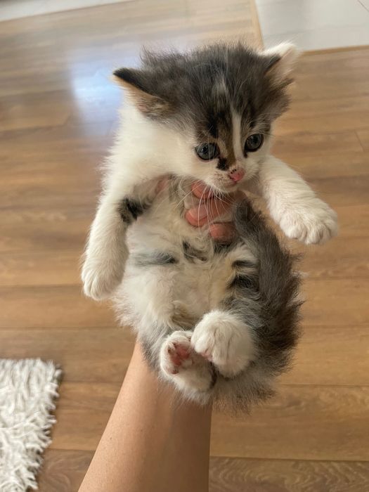 Подаряват се дългокосмести котенца