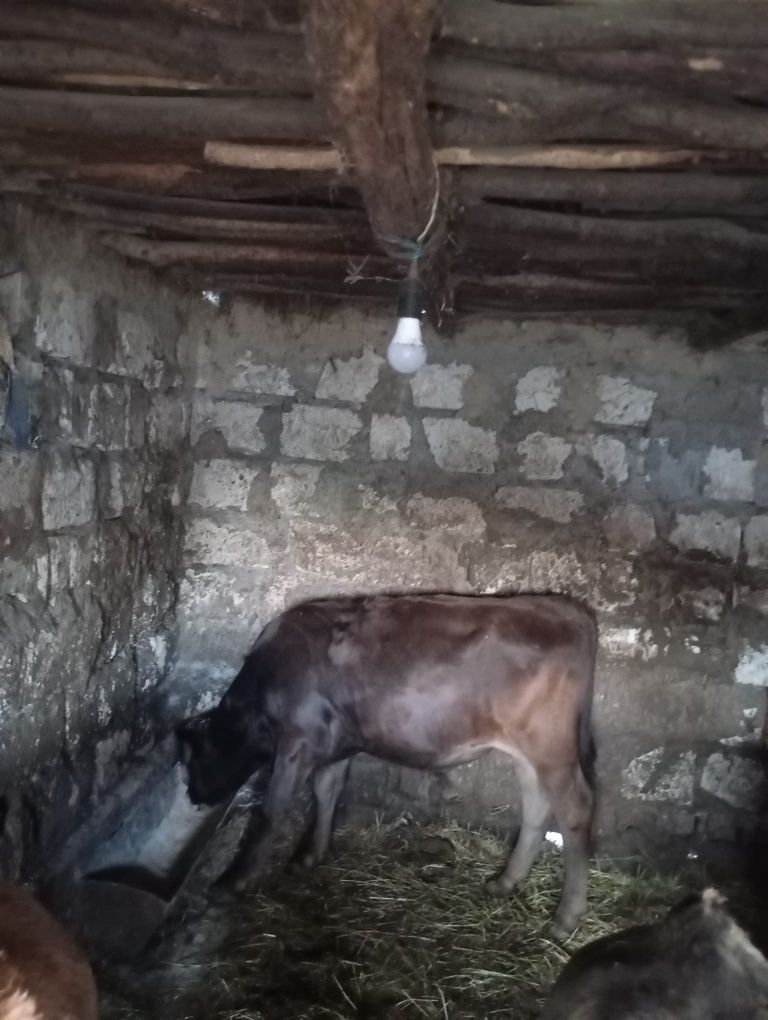 Vând vițel metis