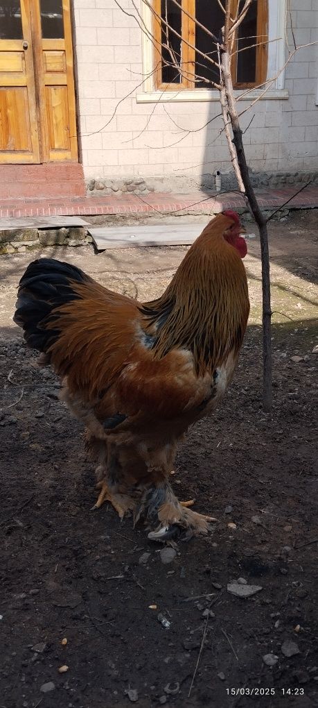 Brama xoʻroz tovuqlar sotiladi
