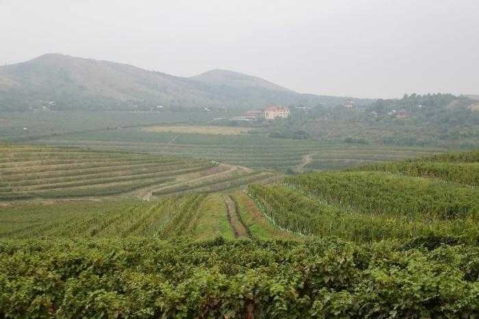 Vand Struguri  Merlot struguri de vin  struguri negri Pietroasele