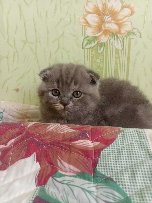 Котята Шотландской вислоухой