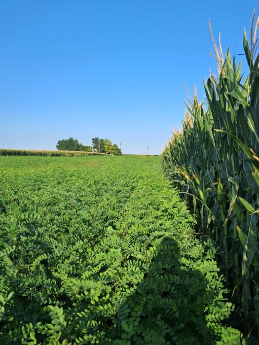 Vând puieți de salcam