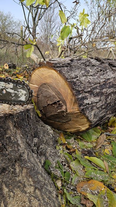 Орех 2,40 с документи.