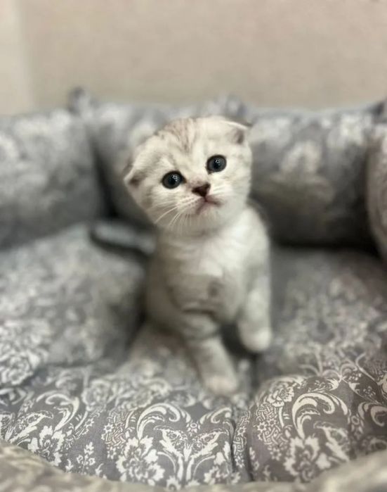 Шотландский вислоухий котёнок